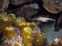 Sharpnose Pufferfish